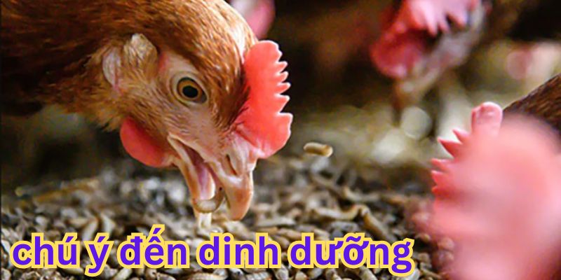 Chú ý đến dinh dưỡng cho từng giai đoạn phát triển