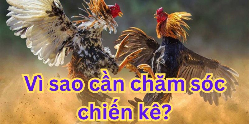 Nên chú ý nuôi, chăm sóc để có chính binh khoẻ nhất