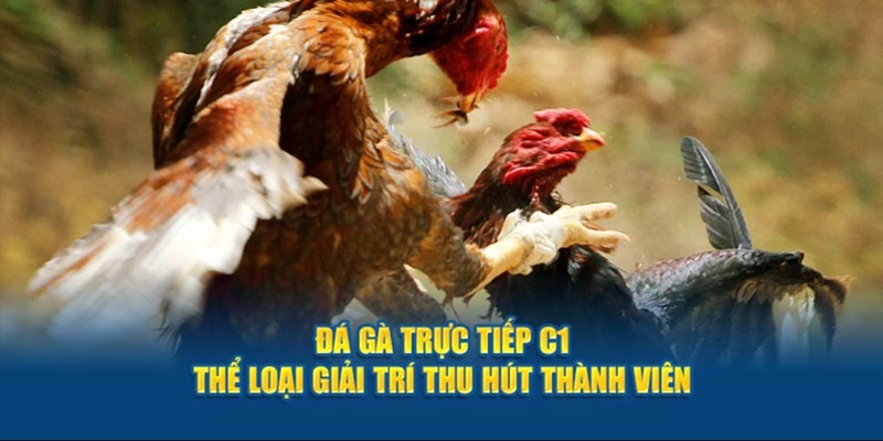 Các trận đá được bình luận chuyên nghiệp hấp dẫn